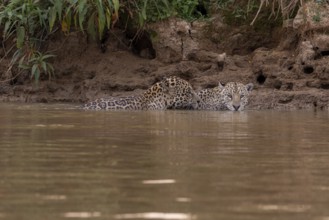 Jaguar (Panthera onca), 2 males swimming, Pantanal, Brazil, South America