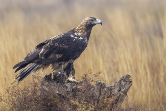 Spanish imperial eagle (Aquila Adalberti), on tree stump, La Mancha, Spain, Europe