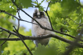 Long-eared owl (Asio otus), young bird, just fledged, nest fledgling, Bottrop, Ruhr area, North