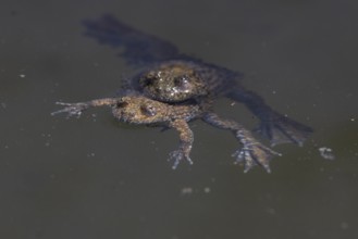 Yellow-bellied toad (Bombina variegata), pair, copulation, Lake Kerkini, Greece, Europe