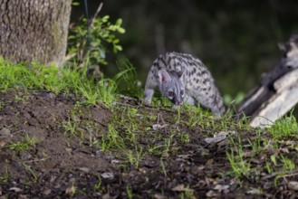 Small spotted genet (Genetta genetta), at night, on the ground, Andalusia, Spain, Europe