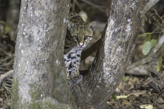 Ocelot (Leopardus pardalis), branch fork, Pantanal, Brazil, South America