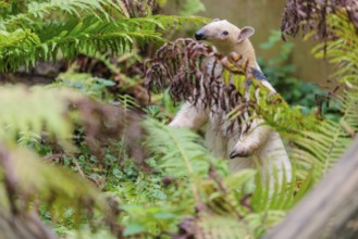 A southern tamandua (Tamandua tetradactyla), walks through the dense undergrowth of a forest