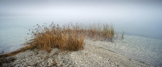 Foggy lake with pond rushes, clear water with pebbles, cloudy sky, Geiseltalsee, Saxony-Anhalt,