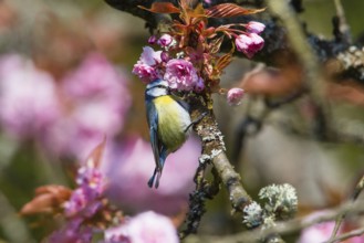 Blue Tit (Cyanistes caeruleus), adult bird perched in a flowering cherry tree, searching for