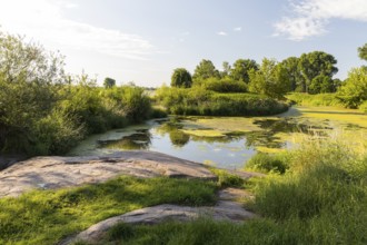 Remains of the old Nixstein in the dead Elbe arm near Strehla, Saxony, Germany, Europe