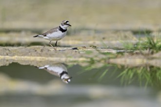 Little Ringed Plover (Charadrius dubius), standing in silt, Aue nature reserve, Reussegg, Sins,