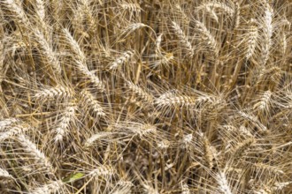 Grain field with ripe ears of wheat (triticum) in front of a blue sky, Riesa, Saxony, Germany,