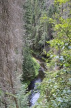 View of the Kirnitzschklamm gorge, Sebnitz, Saxon Switzerland, Saxony, Germany, Europe