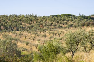 Olive trees growing in the tuscan landscape, Chianti Region, Tuscany, Italy, Europe