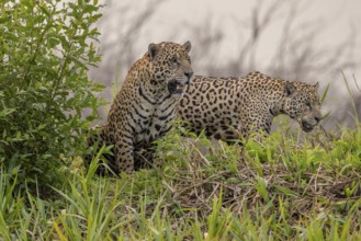 Jaguar (Panthera onca), 2 males in riparian vegetation, Pantanal, Brazil, South America