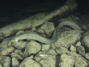 European eel (Anguilla anguilla) swimming over rocky bottom next to another fish, river perch