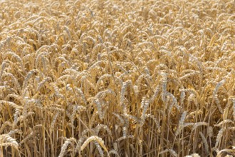 Cereal field with ripe ears of wheat (triticum), Saxony, Germany, Europe