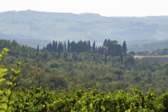 Tuscan landscape, country estate with vineyards, forests, olive trees and cypresses in Chianti,