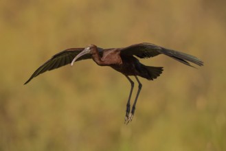 Glossy ibis (Plegadis falcinellus), approaching, Danube Delta, Romania, Europe