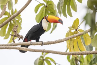 Giant toucan (Ramphastos toco), between leaves, Pantanal, Brazil, South America