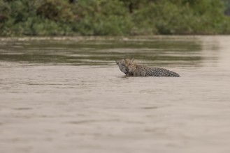 Jaguar (Panthera onca) in the water, Pantanal, Brazil, South America