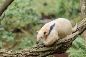 A southern tamandua (Tamandua tetradactyla), walks on a branch of a tree in a forest