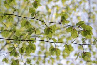 European beech (Fagus sylvatica), beech branch in spring, with fresh beech leaves, Oberhausen, Ruhr