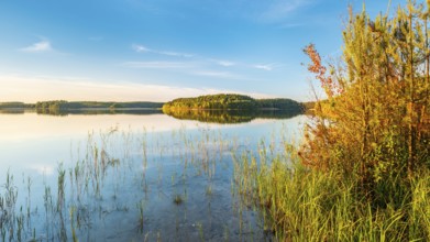 Lake Fürstensee with reeds in the evening light, Müritz National Park, Fürstensee,