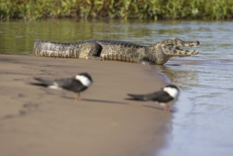 Spectacled caiman (Caiman yacare), with scissor beaks (Rynchops niger) lying on a sandbank by the