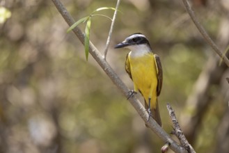 Sulphur-masked tyrant (Pitangus sulphuratus), on branch, Pantanal, Brazil, South America