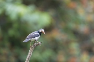 Magpie Starling (Gracupica contra), Kaeng Krachan National Park, Thailand, Asia