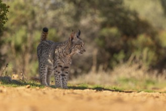 Lynx pardinus, young male, La Mancha, Spain, Europe