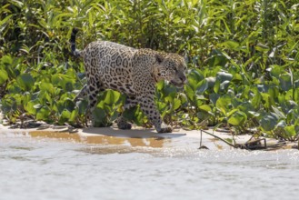 Jaguar (Panthera onca) running across a sandy beach, Pantanal, Brazil, South America