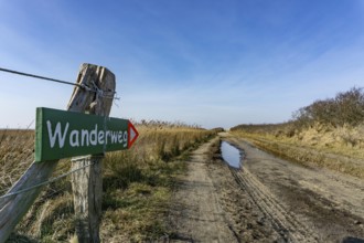 The East Frisian North Sea island of Juist in winter, marsh meadows in the west of the island,