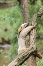 A southern tamandua (Tamandua tetradactyla), climbs up a tree in a forest