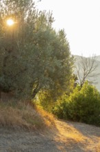 Olive trees growing in the tuscan landscape at sunrise, Chianti Region, Tuscany, Italy, Europe