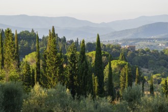 Tuscan landscape, country estate with, cypress trees in Chianti, Chianti Region, Tuscany, Italy,