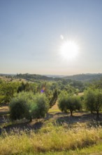 Tuscan landscape, country estate with, olive trees and forests in Chianti, Chianti Region, Tuscany,