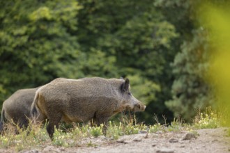 Two adult female wild boars (Sus scrofa)stand in a sparsely overgrown meadow