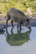 An adult female wild boar (Sus scrofa) drinks water from a small pond. In the background you can