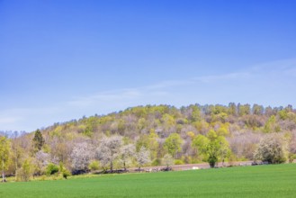 Budding trees in a deciduous forest on a hill by a green field in the countryside at springtime