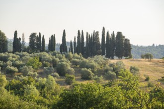 Tuscan landscape, country estate with, olive trees and cypresses in Chianti, Chianti Region,