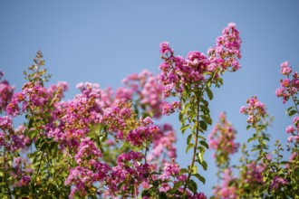 Blossom of a crepe myrtle (Lagerstroemia indica) in Chianti, Chianti Region, Tuscany, Italy, Europe