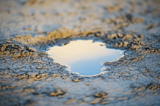 Close up of small water puddle in dry desert ground. Drough concept. Generative AI, AI generated