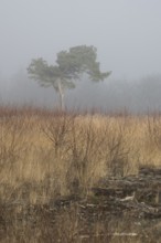 Moorland in the fog, Emsland, Lower Saxony, Germany, Europe