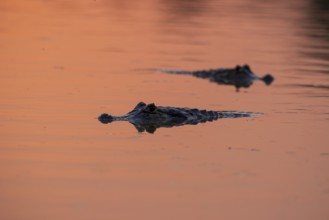 Spectacled caiman (Caiman yacare), swimming, sunset, Pantanal, Brazil, South America