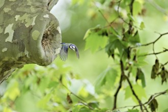 Blue tit (Parus caeruleus), with faeces in its beak on departure from the breeding den, Canton Zug,