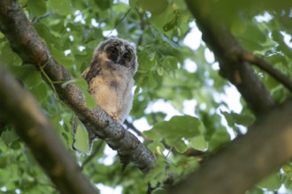 Long-eared owl (Asio otus), young bird, just fledged, nest fledgling, Bottrop, Ruhr area, North