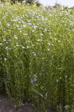 Flax field, flax (Linum) in bloom in a field near Hirschstein, Saxony, Germany, Europe