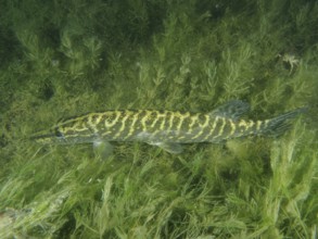 Pike (Esox lucius) swimming through a thicket of green aquatic plants, Wildsau dive site,