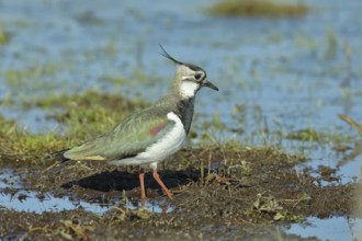 Lapwing (Vanellus vanellus), foraging in wet meadow, Ochsenmoor on Lake Dümmer, Lower Saxony,