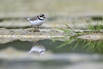 Little Ringed Plover (Charadrius dubius), standing in silt, Aue nature reserve, Reussegg, Sins,