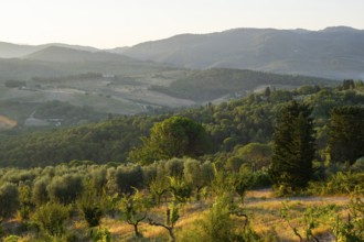 Tuscan landscape at sunrise, country estate with vineyards, forests amd olive trees in Chianti,