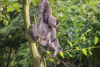 Ein weiblicher Silbergibbon (Hylobates moloch) oder Javagibbon hängt mit seinem Baby im Arm in